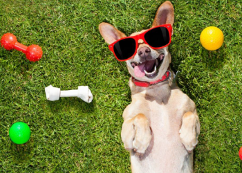 Cane contento con i propri giocattoli