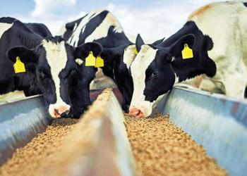 Animali da allevamento