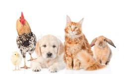 gruppo di animali domestici